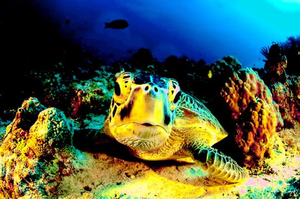 Giant Green Turtle in the Coral Sea on Queensland. (Photo: Supplied)