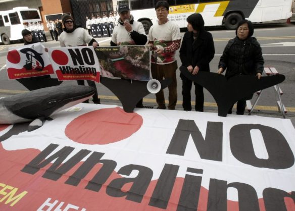 Environmentalists stage a rally against Japan’s whaling in front of the Japanese Embassy in Seoul, South Korea, Friday, March 19, 2010. Source: AP Photo/Ahn Young-joon