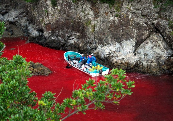 The notorious whale hunt in Taiji turning water into blood red. (Pic: Supplied)